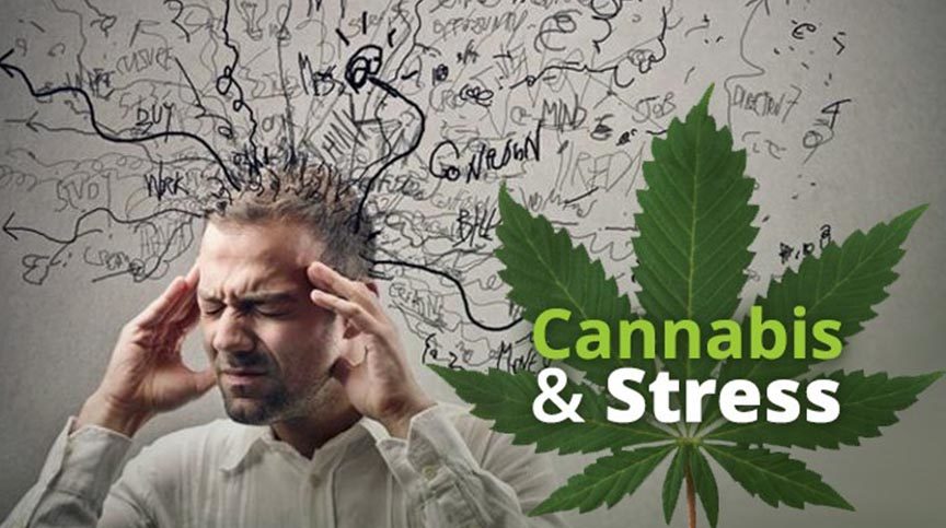 Marijuana and Anxiety Attacks – What is the Link?