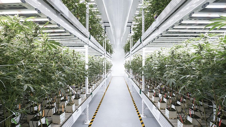 The Growing Recognition of Indoor Marijuana Cultivation