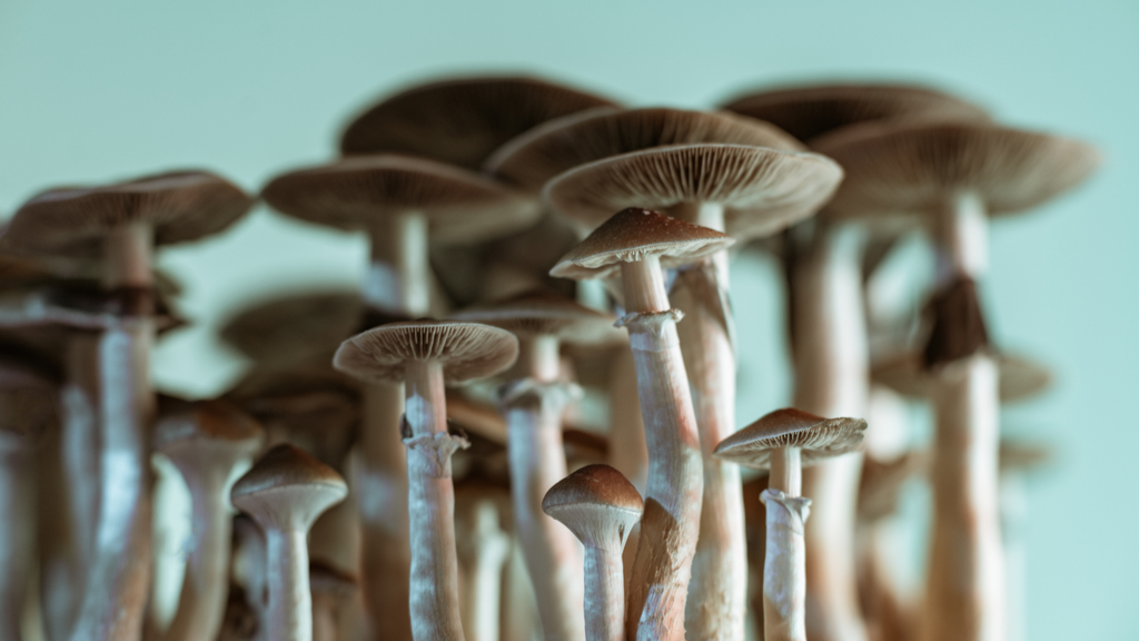 Explore Some Unknown Aspects of Magic Mushrooms
